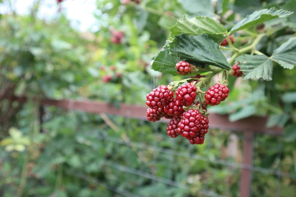 Jak se zbavit mšic: přírodní i účinné metody