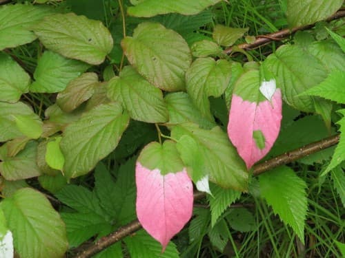 Aktinidie pestrolistá