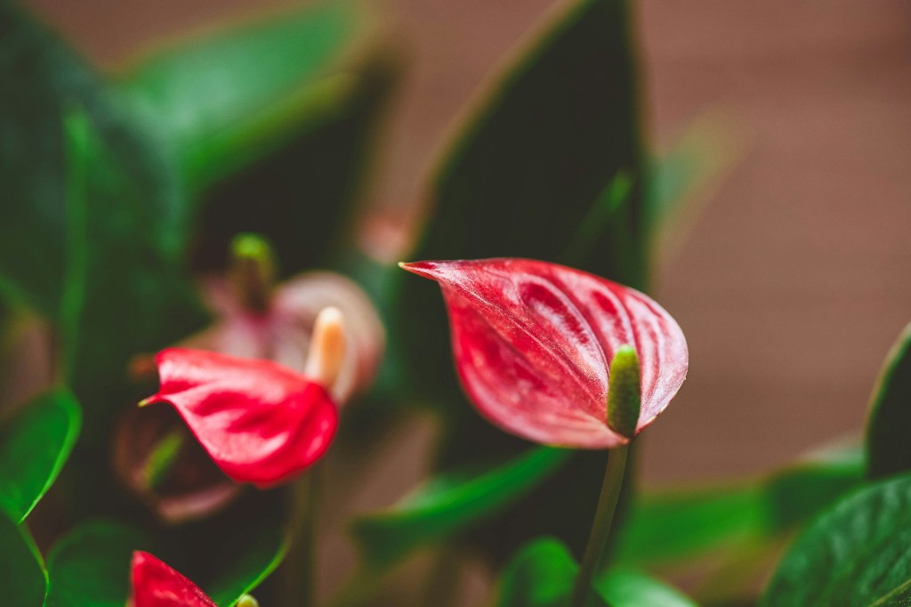 Jak pěstovat orchideje: průvodce pro začátečníky